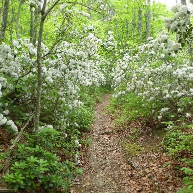 moutain laurel overgrowing a trail