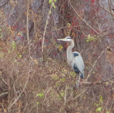 Heron searching for dinner!
