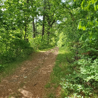 Greenbriar Area Trail