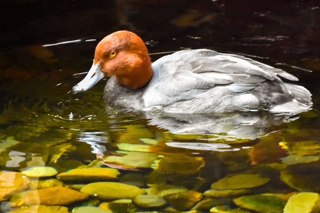 Red-Headed Duck