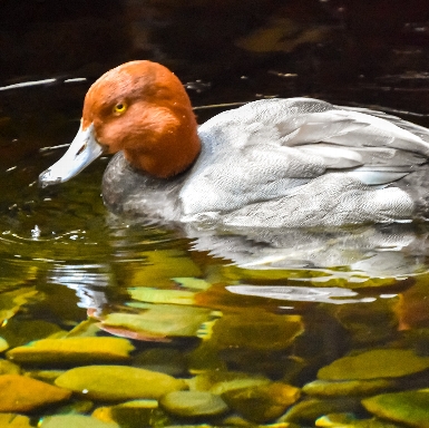 Red-Headed Duck