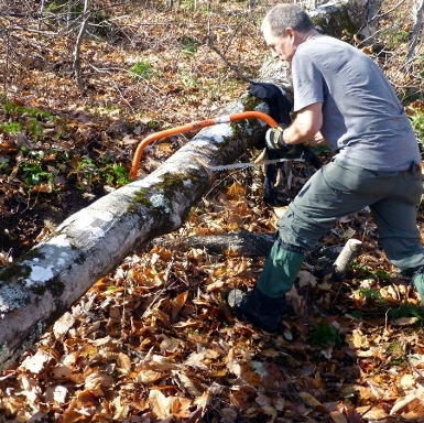 Clearing a blowdown on the Avalanche Brook ski trail