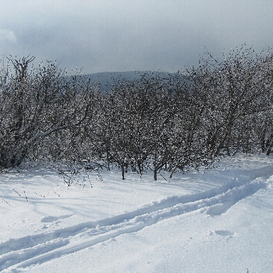 Summit of Graham Mt, Catskill Park