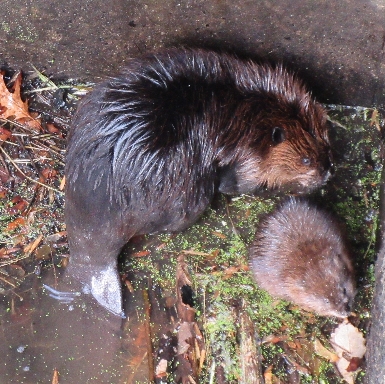 Beaver & Muskrat