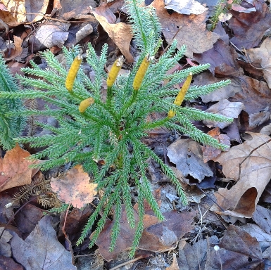 little pine among leaves