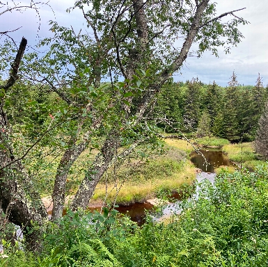 Dolly Sods