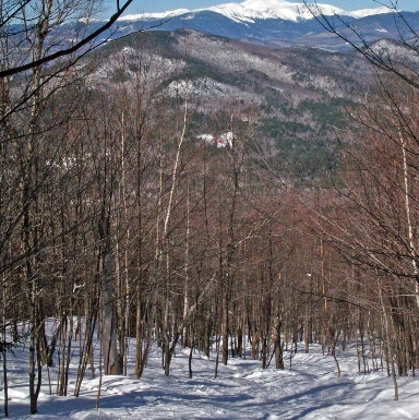 View from the top of glade