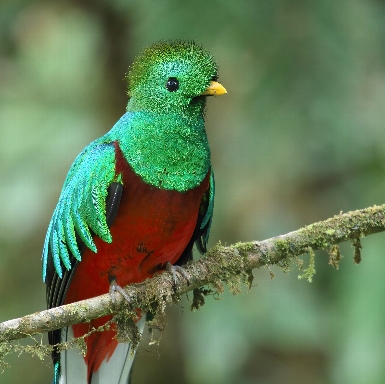 Resplendent Quetzal