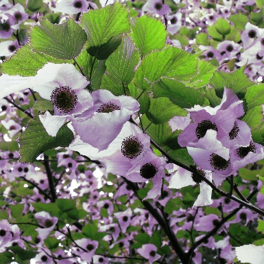 Dove Tree - Full Bloom