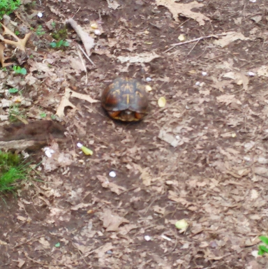 On the turtle trail!