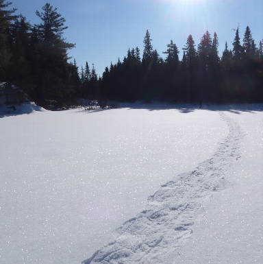 Winter Trail