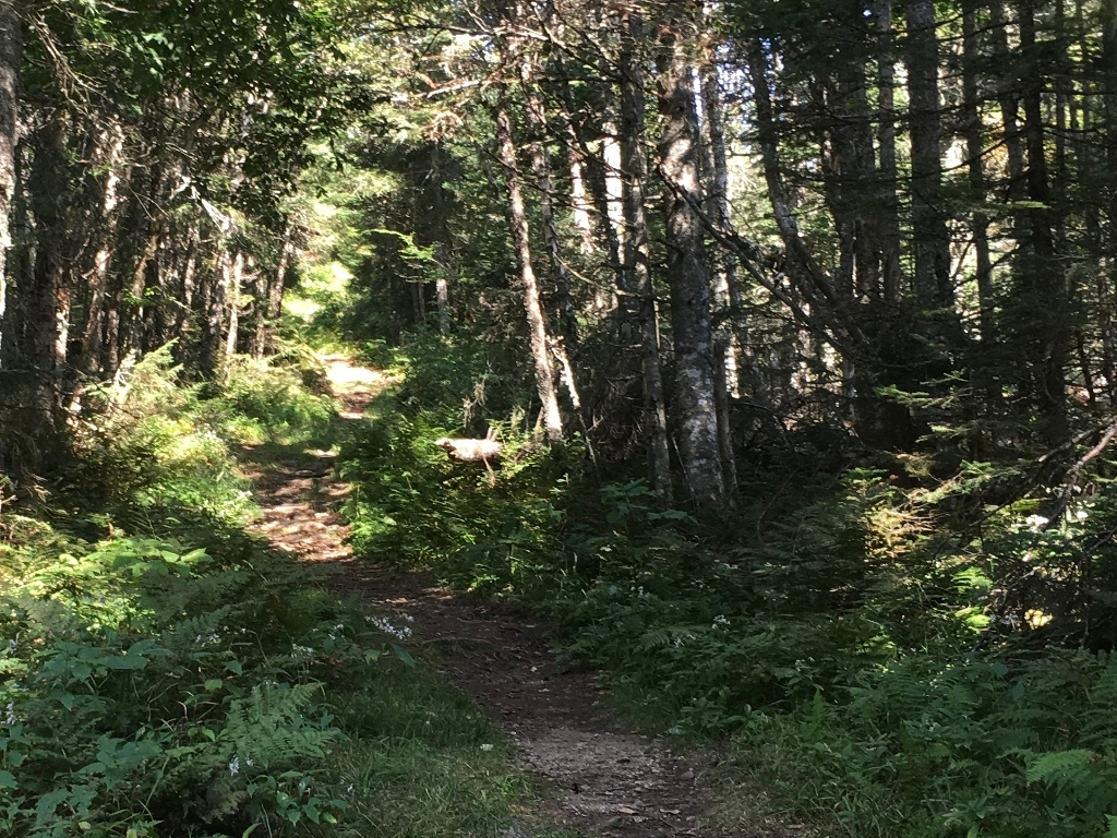 NH Trail