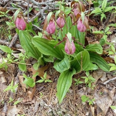 Lady Slippers