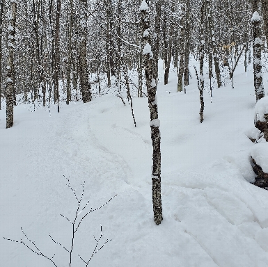 Northeast Backcountry Skiing!