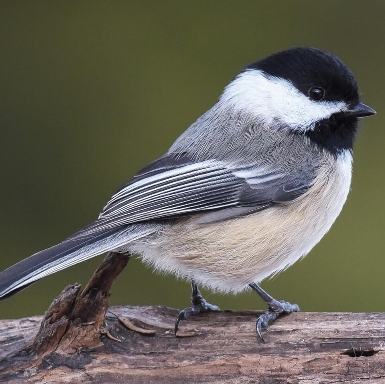 Black Capped Chickadee