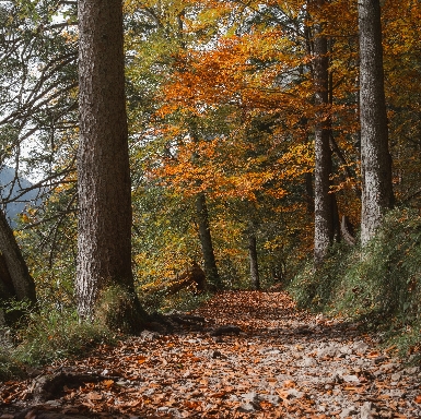 Hiking Traill with fall foliage