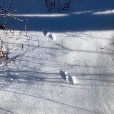 Any idea who left these tracks?  