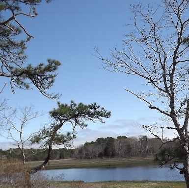 Osprey overlook