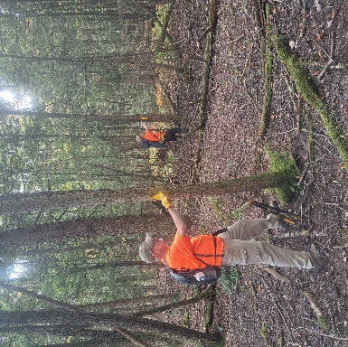 Painting corridor trees