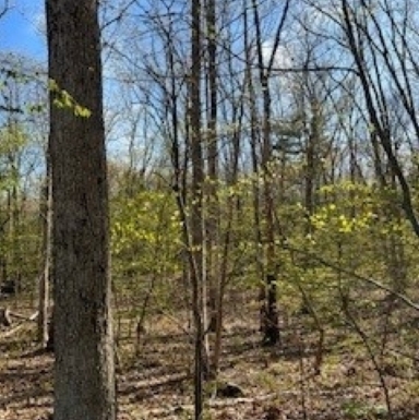 Spring canopy in suburban forest, May