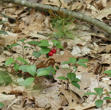 Whitehall State Park