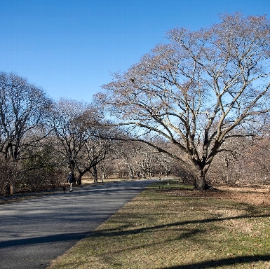 Arnold Arboretum