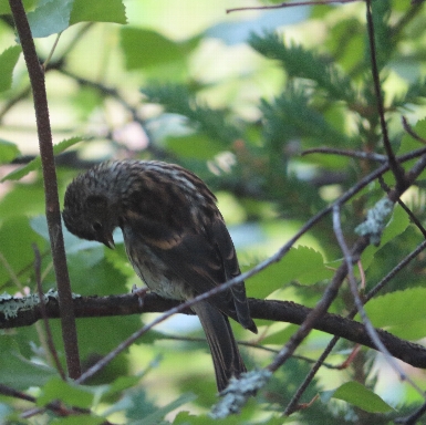 Bird along the canal