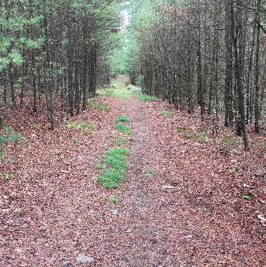 Mt Misery Trail