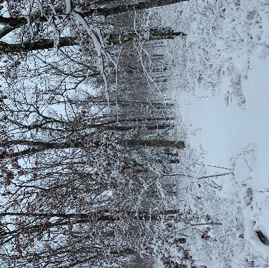 Forest path in December