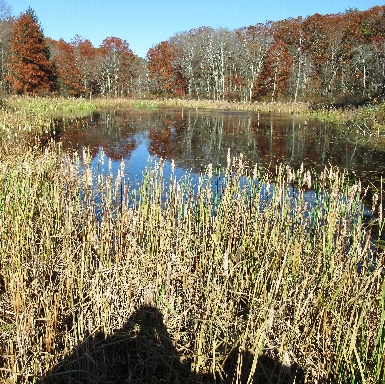 Marigold Marsh near Houghton's Pond