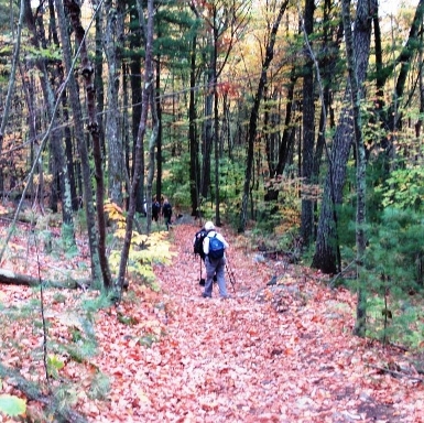 Into The Autumn Woods