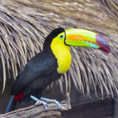 Toucan