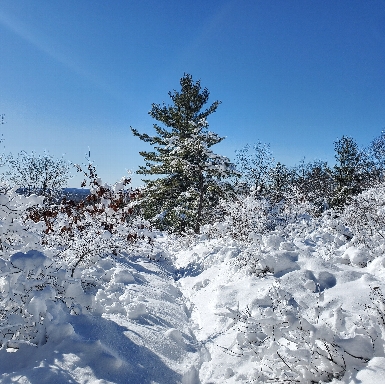 Feb 7 Snow storm skyline trail south/eastbound