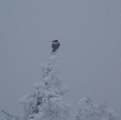 Grey Jay on Pierce Summit