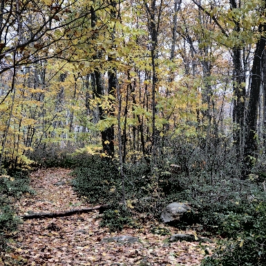 Fall Trail