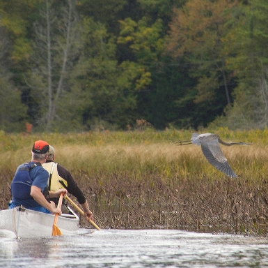 Annoyed Great Blue Heron!