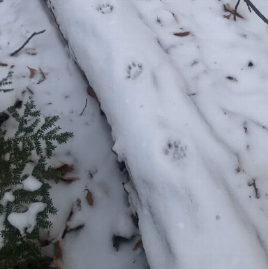 Bobcat tracks