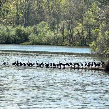 Birds on water - Peace Valley 