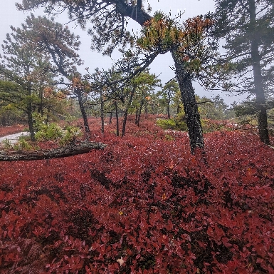 Unique rocky ridge pitch pines in the Pitch Pine Forest, with blueberry bushes on fire.